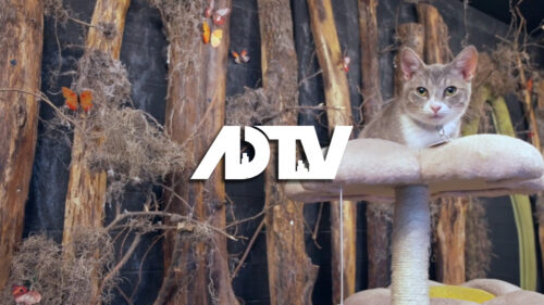 ADTV: Dar McLane: Cat Cafe